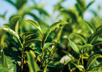 Green Tea Extract Lowers Female Cholesterol