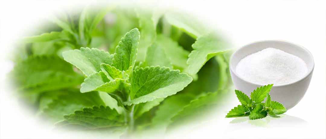 stevia 1 stevia 1