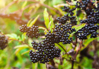 Elderberry Sambucus Benefits