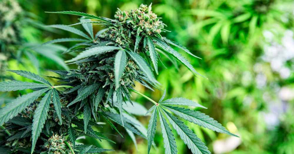 Hemp Hemp