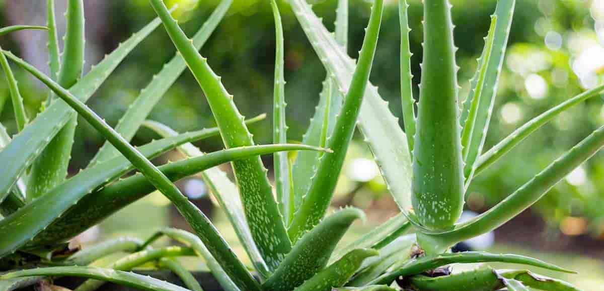 aloe vera extract aloe vera extract