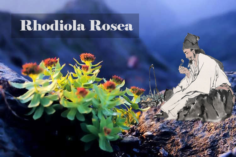 rhodiola-rosea2 rhodiola-rosea2