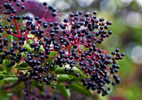 Elderberry Enhances Immunity and Anti-virus​