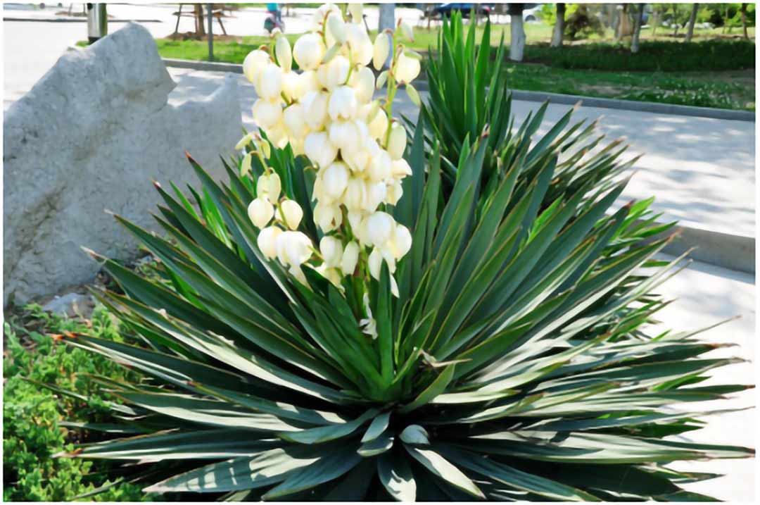 YUCCA YUCCA