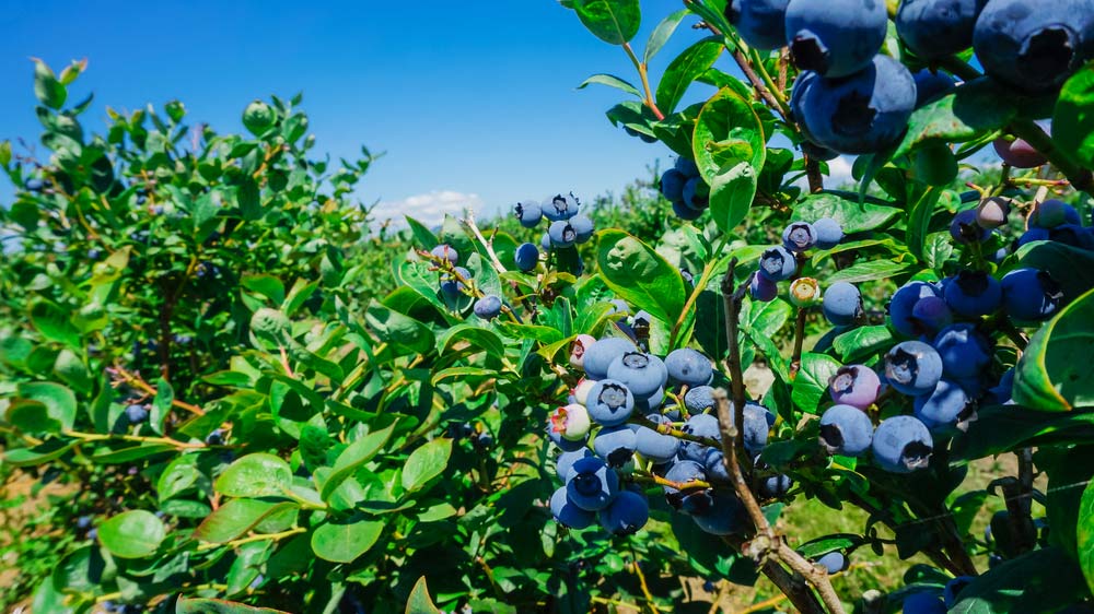 blueberries