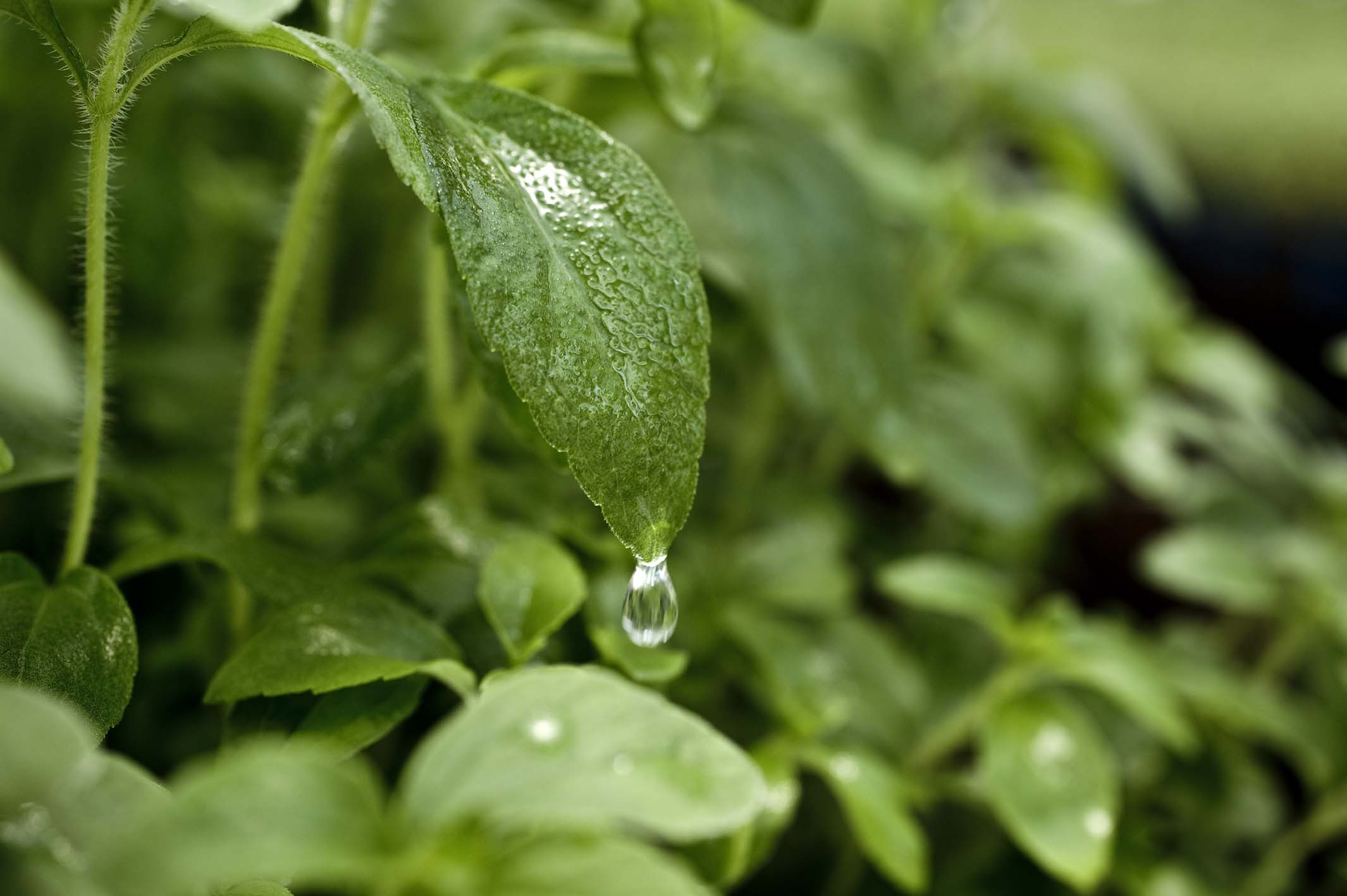 Highly Purified Stevia Leaf Extract Herbal Extract Stevia Rebaudioside