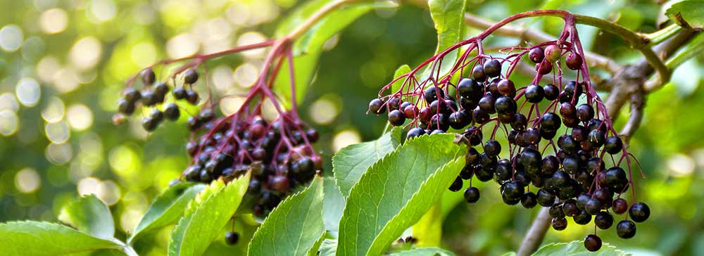 Black Elderberries