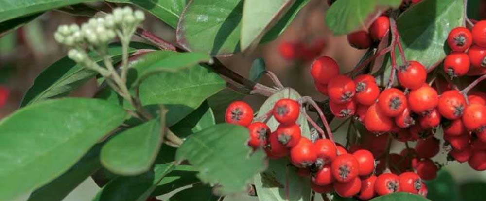 Brazilian peppertree