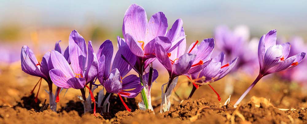 saffron