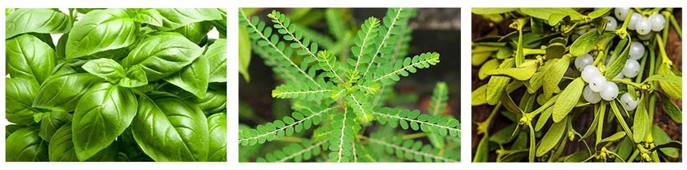 Local Plants’ Combo Could Provide Diabetes Cure Local Plants’ Combo Could Provide Diabetes Cure